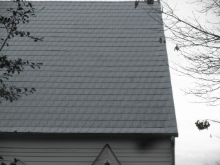 Back corner under tree